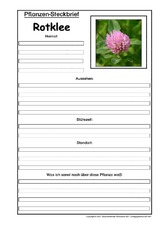 Pflanzensteckbrief-Rotklee.pdf